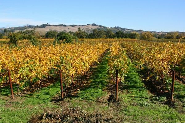 The Russian River Rose Company (7/25/2018)