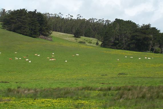 Tomales Rd (7/25/2018)