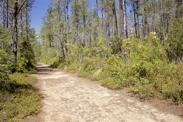Van Damme State Park (SP) / Beach / Pygmy Forest / Fern Canyon Trail / Spring Ranch Trail - Beginning segment of Fern Canyon Trail, near Pygmy Forest Discover Trail boardwalk (6/1/2018 - Credits: Kellen Lim)