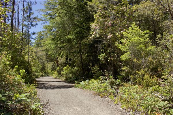 Van Damme State Park (SP) / Beach / Pygmy Forest / Fern Canyon Trail / Spring Ranch Trail - Beginning segment of Fern Canyon Trail, toward left fork. (6/2/2018 - Credits: Kellen Lim)