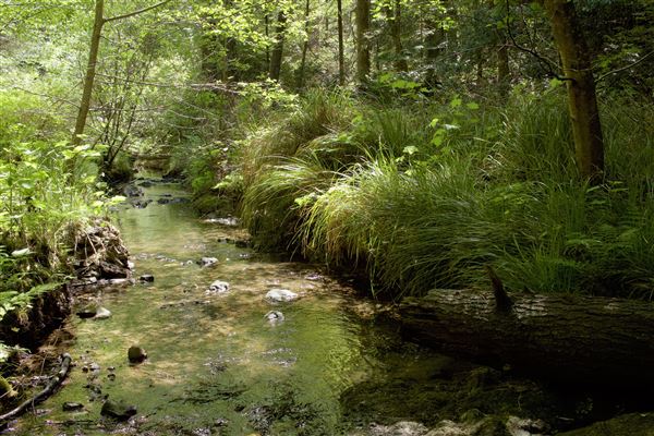 Van Damme State Park (SP) / Beach / Pygmy Forest / Fern Canyon Trail / Spring Ranch Trail - Fern Canyon Trail, lush canyon area, near former logging road junction (6/2/2018 - Credits: Kellen Lim)