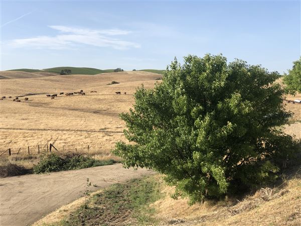 Enney Ranch @ Paso Robles (1/4/2021 - Credits: Courtney Delancey)