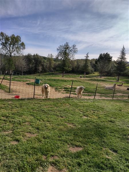 New Leaf Llama Farm (4/11/2022 - Credits: Yuba Sutter Film Commission)