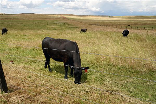 Various Rural Farms And Ranches (8/9/2022)