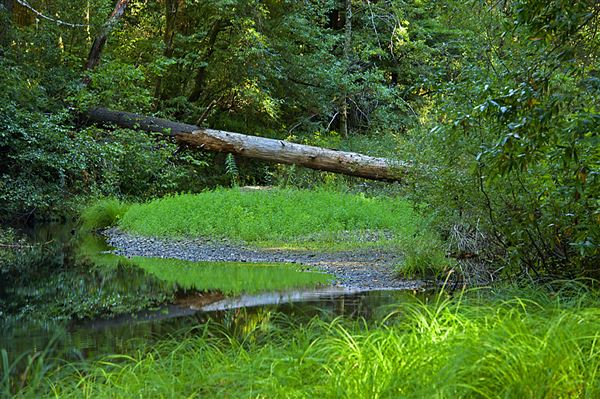Navarro River Redwoods State Park (SP) (9/7/2011 - Credits: Brian Baer)