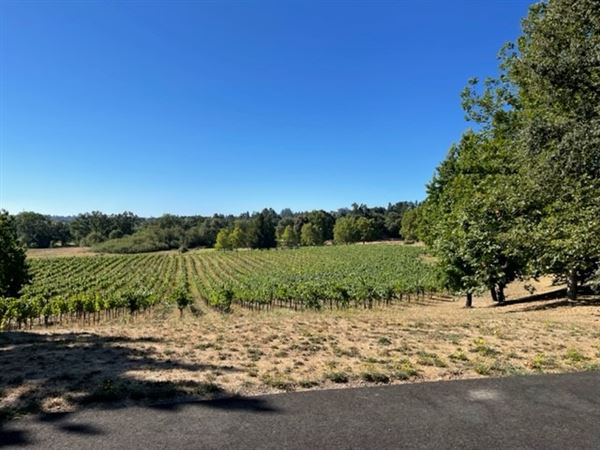 Saccomanno Vineyard (8/23/2022)