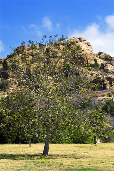 Santa Susana Pass State Historic Park (SHP) and former Spahn Movie Ranch (6/11/2010 - Credits: Brian Baer)