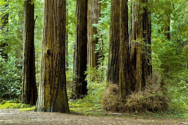 Smithe Redwoods State Natural Reserve (SNR) (6/21/2010 - Credits: Brian Baer)
