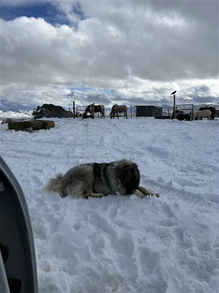 Animal Party Rescue and Sanctuary (3/17/2023)