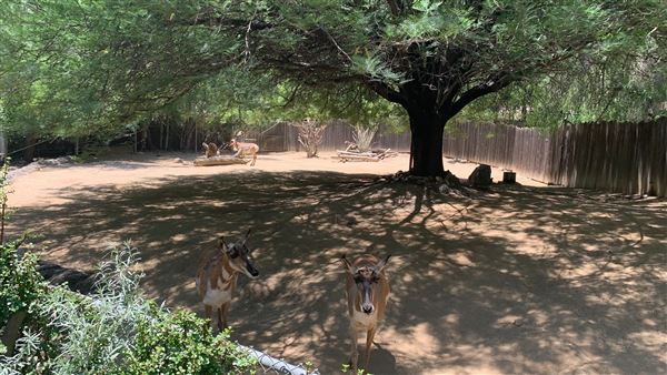 Los Angeles Zoo & Botanical Gardens - LA Zoo (6/25/2023 - Credits: Brandy Davis)
