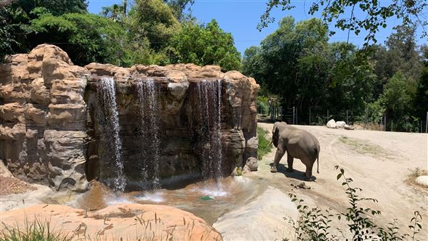 Los Angeles Zoo & Botanical Gardens - LA Zoo (6/25/2023 - Credits: Brandy Davis)