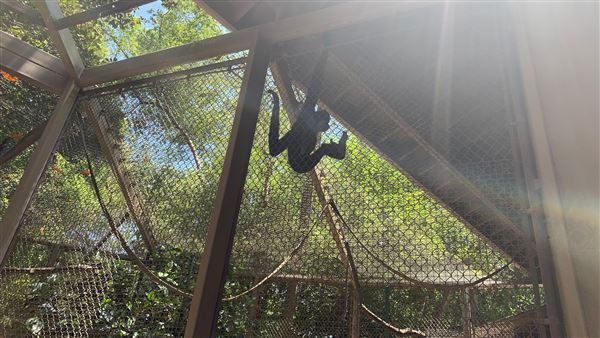 Los Angeles Zoo & Botanical Gardens - LA Zoo (6/25/2023 - Credits: Brandy Davis)