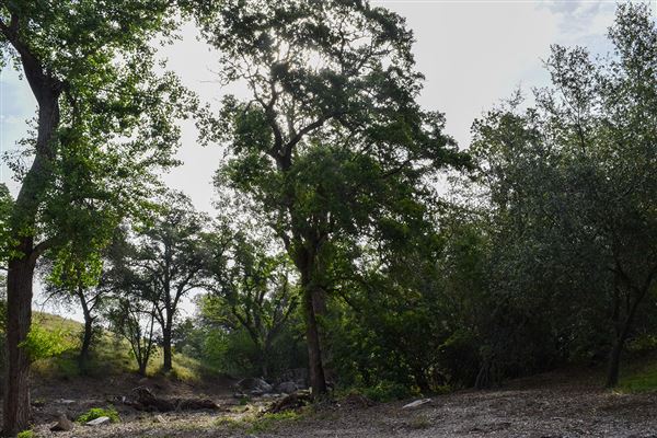 Olive Ranch (7/14/2022)