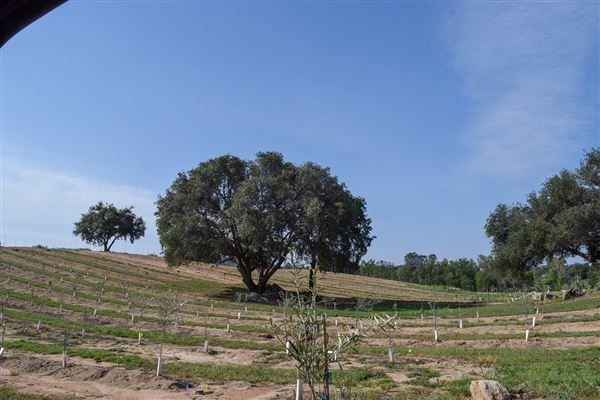 Olive Ranch (7/14/2022)
