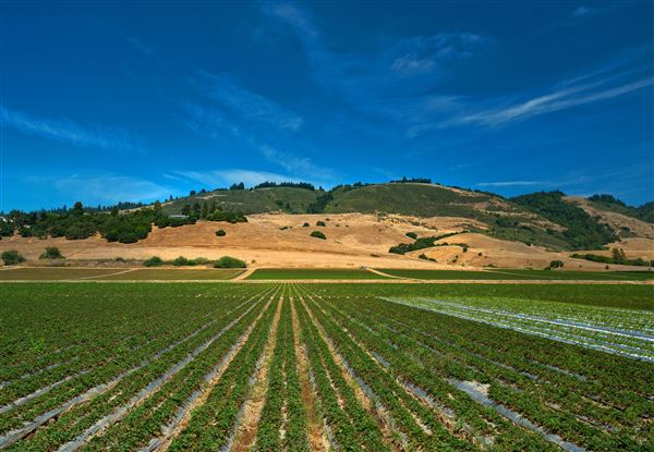 Watsonville - Watsonville Strawberry Field (1/1/2014 - Credits: Paul Schraub - 2014)