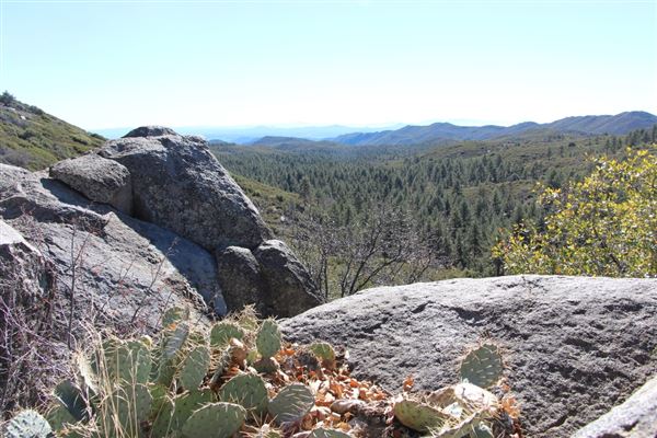 Cleveland National Forest (7/2/2024 - Credits: Public Affairs Officer Forest Service)