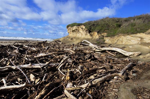 San Gregorio State Beach (SB) (8/5/2024 - Credits: Courtesy of California State Parks 2024)
