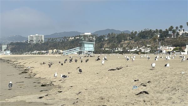 Santa Monica State Beach (SB) / Pacific Park Santa Monica Pier (10/2/2024 - Credits: Brandy Davis)