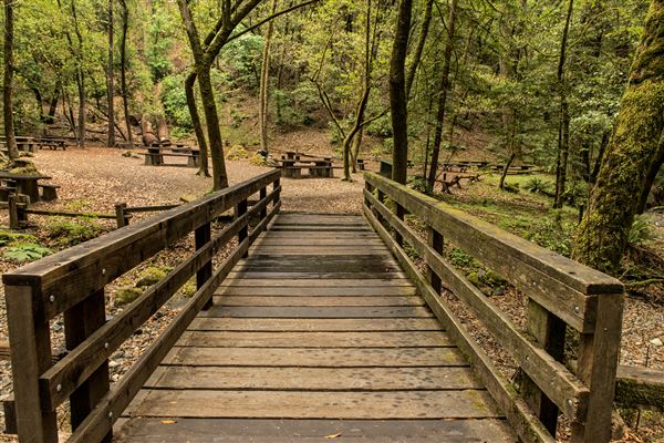 Armstrong Redwoods State Natural Reserve (SNR) (5/26/2015 - Credits: Brian Baer)