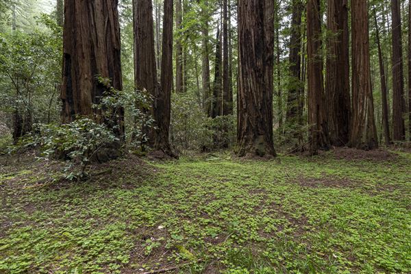 Armstrong Redwoods State Natural Reserve (SNR) (4/26/2019 - Credits: Brian Baer)