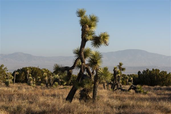 Arthur B. Ripley Desert Woodland State Park (SP) (9/16/2021 - Credits: Brian Baer)