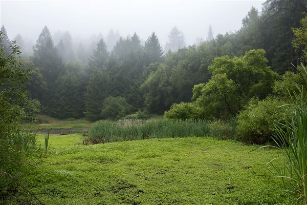 Austin Creek State Recreation Area (SRA) (5/26/2015 - Credits: Brian Baer)