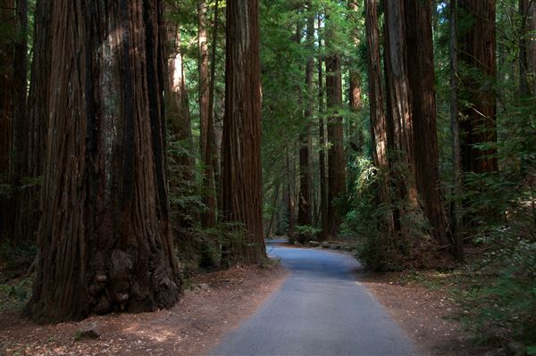 Armstrong Redwoods State Natural Reserve (SNR) (4/17/2025 - Credits: Photo Courtesy of Sonoma County)