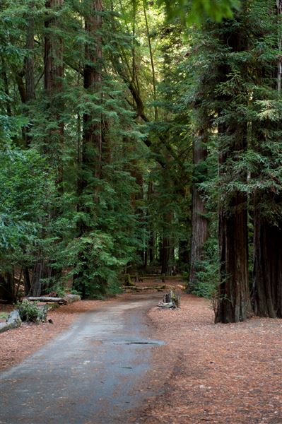Armstrong Redwoods State Natural Reserve (SNR) (4/17/2025 - Credits: Photo Courtesy of Sonoma County)
