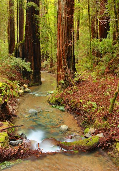 Armstrong Redwoods State Natural Reserve (SNR) (4/17/2025 - Credits: Photo Courtesy of Sonoma County)