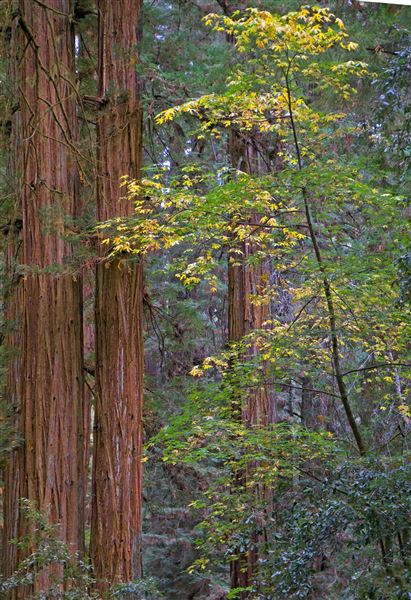 Armstrong Redwoods State Natural Reserve (SNR) (4/17/2025 - Credits: Al Mueller)
