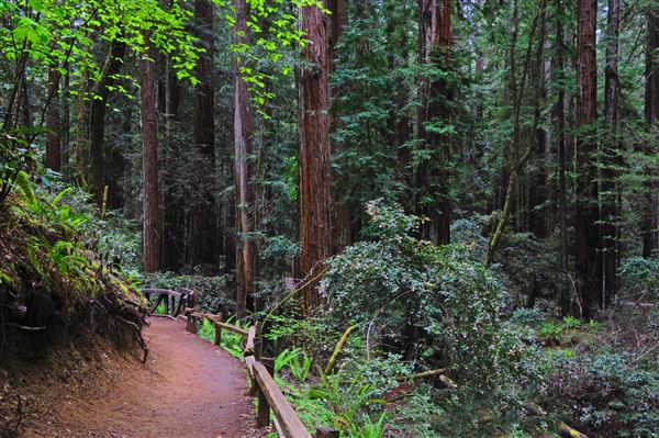 Armstrong Redwoods State Natural Reserve (SNR) (4/17/2025 - Credits: Al Mueller)