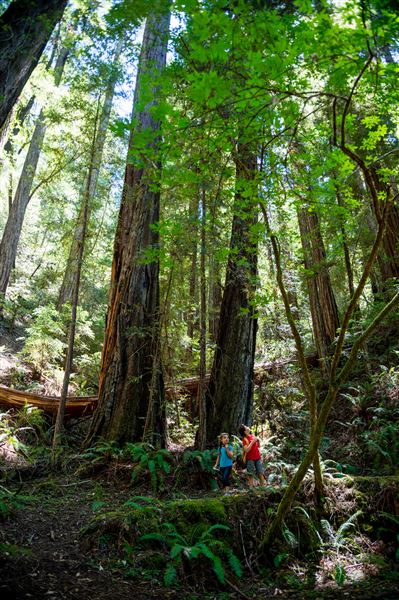 Armstrong Redwoods State Natural Reserve (SNR) (4/17/2025 - Credits: Photo Courtesy of Sonoma County)