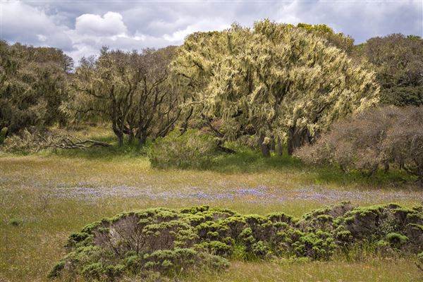 Fort Ord National Monument (6/16/2023 - Credits: Jesse Pluim, BLM, Public Domain)