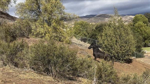Agua Dulce Horse Ranch (8/13/2025 - Credits: Lisa Fara All rights reserved, property owner photographs)