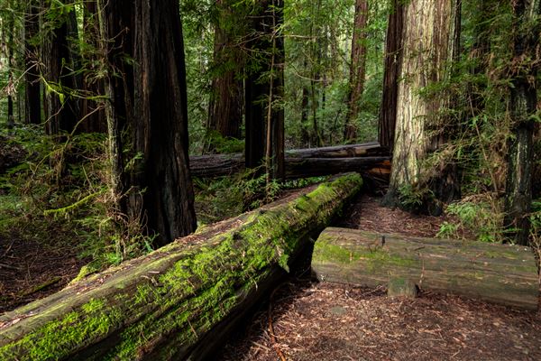 John B. Dewitt Redwoods State National Reserve (SNR) (2/13/2024 - Credits: Brian Baer)