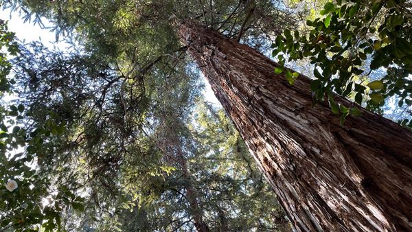 Descanso Gardens - Ancient Forest (3/7/2022 - Credits: Leo Fialho)