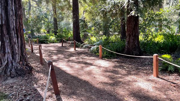 Descanso Gardens - Ancient Forest (3/7/2022 - Credits: Leo Fialho)