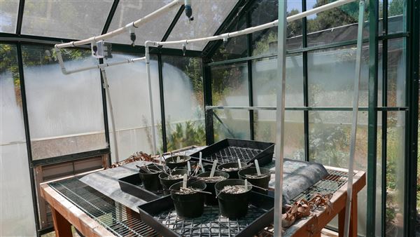 Descanso Gardens - Plant Propagation Greenhouse (7/26/2017 - Credits: Leo Fialho)