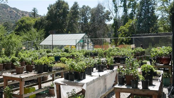 Descanso Gardens - Plant Propagation Greenhouse (7/26/2017 - Credits: Leo Fialho)