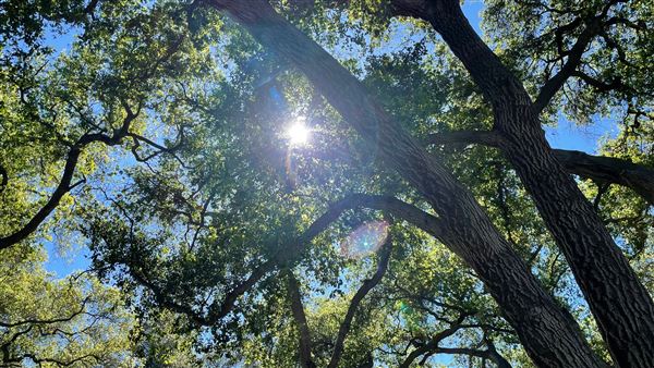 Descanso Gardens (3/7/2022 - Credits: Oak Grove)
