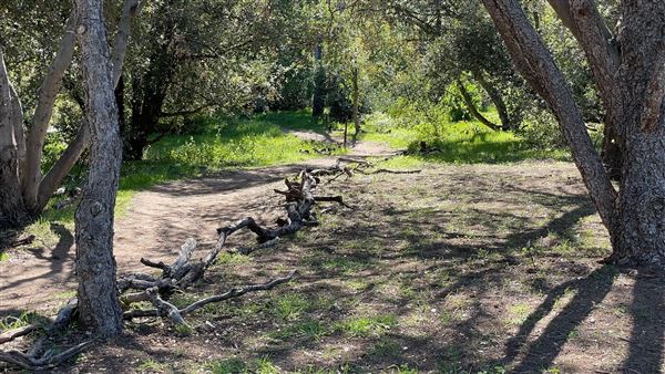 Descanso Gardens - Oak Woodland (3/7/2022 - Credits: Leo Fialho)