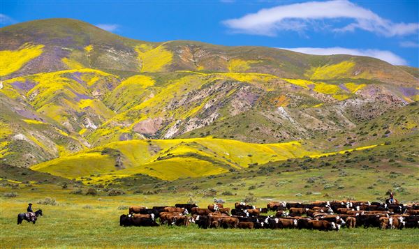 Carrizo Plain National Monument (12/11/2025 - Credits: Bob Wick - Bureau of Land Management)