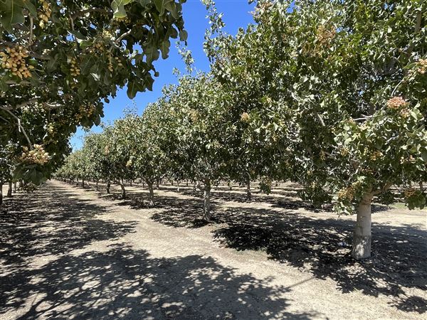 City of Coalinga - Pistachio Orchard (9/8/2023 - Credits: Public Doman (https://www.flickr.com/photos/sarahvain/))