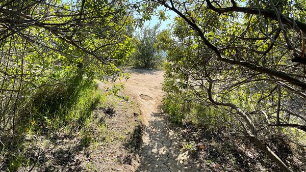 Griffith Park Redwoods - Cedar Grove - Cedar Grove Trail (3/16/2022 - Credits: Leo Fialho)