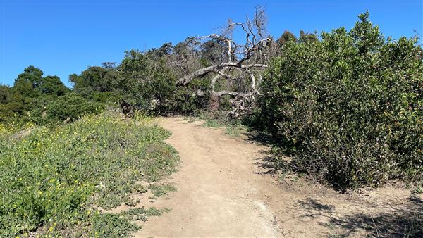 Griffith Park Redwoods - Cedar Grove - Cedar Grove Trail (3/16/2022 - Credits: Leo Fialho)