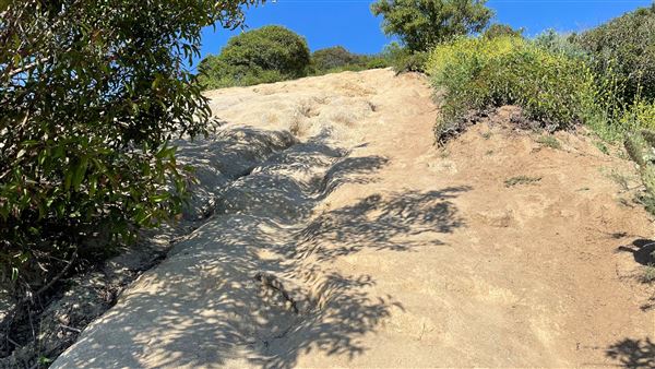 Griffith Park Redwoods - Cedar Grove - Cedar Grove Trail (3/16/2022 - Credits: Leo Fialho)