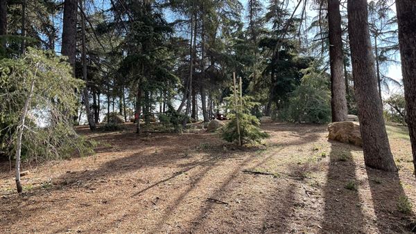 Griffith Park Redwoods - Cedar Grove - Cedar Grove (12/10/2021 - Credits: Leo Fialho)