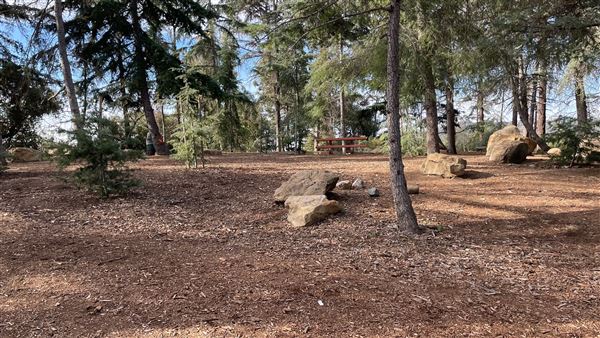 Griffith Park Redwoods - Cedar Grove - Cedar Grove (12/10/2021 - Credits: Leo Fialho)