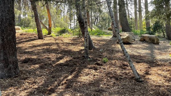 Griffith Park Redwoods - Cedar Grove - Cedar Grove (12/10/2021 - Credits: Leo Fialho)