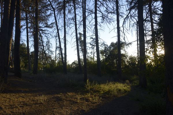 Griffith Park Redwoods - Cedar Grove - Cedar Grove (12/10/2021 - Credits: Leo Fialho)